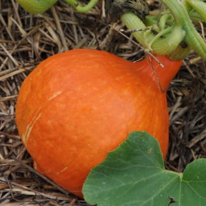 Courge type potimarron