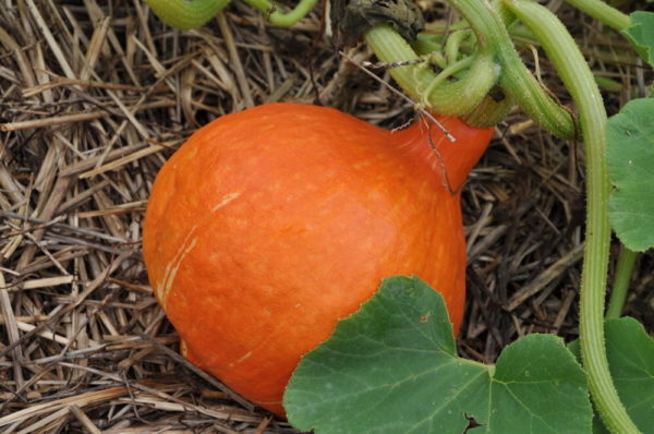 Courge type potimarron