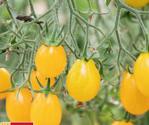 Tomate Dattelwein PSR