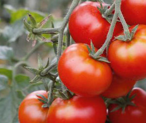 Tomate Flonda