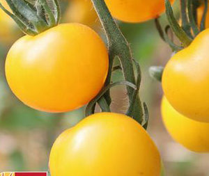Tomate Jaune de Thoune PSR