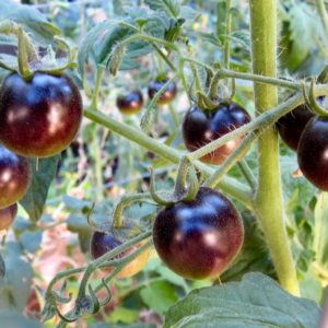 Tomate Kumato