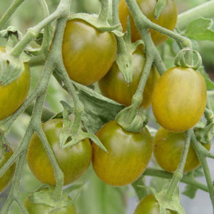 Tomate Raisin Vert PSR