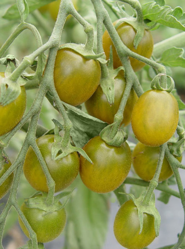 Tomate Raisin Vert PSR