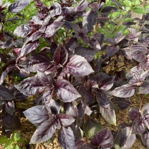 Basilic rouge