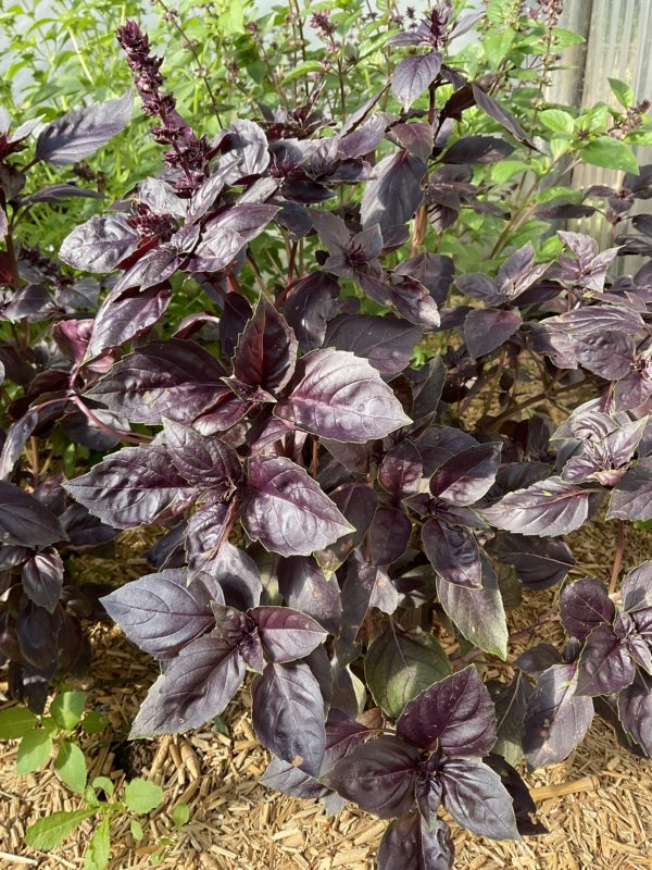 Basilic rouge