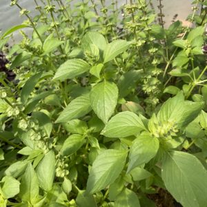 Basilic citron