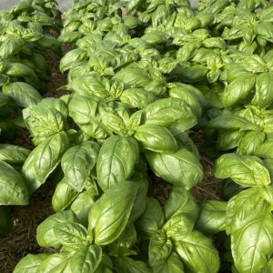 Basilic à grandes feuilles