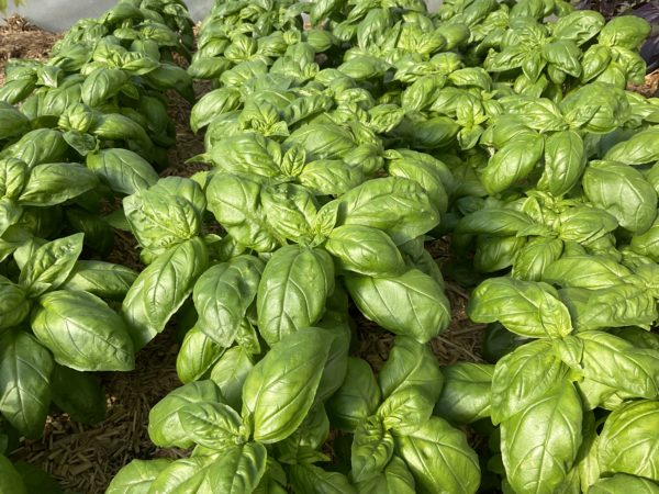 Basilic à grandes feuilles