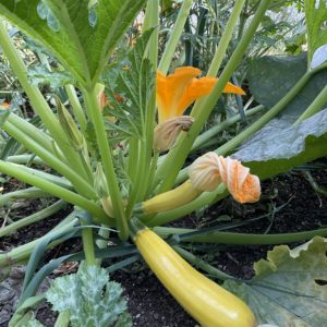 Courgette jaune