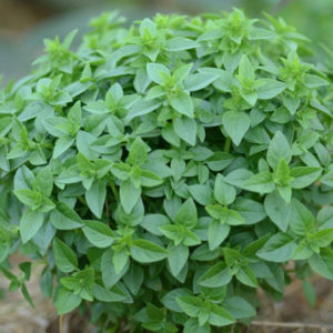 Basilic grec