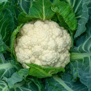 Chou fleur Tabiro (mi-tardif)