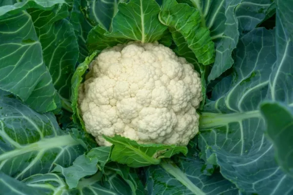 Chou fleur Tabiro (mi-tardif)