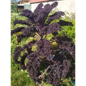 Chou kale rouge PSR