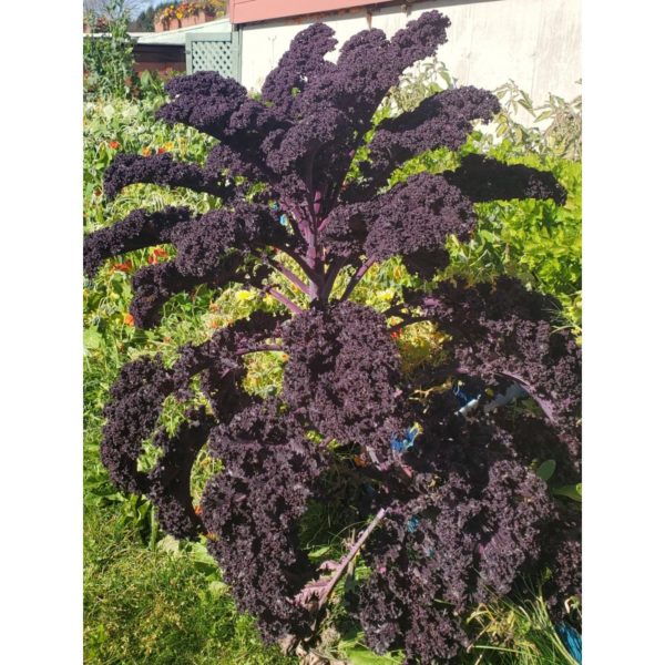 Chou kale rouge PSR