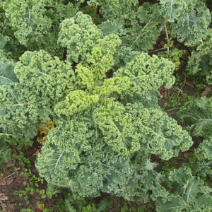 Chou kale vert PSR