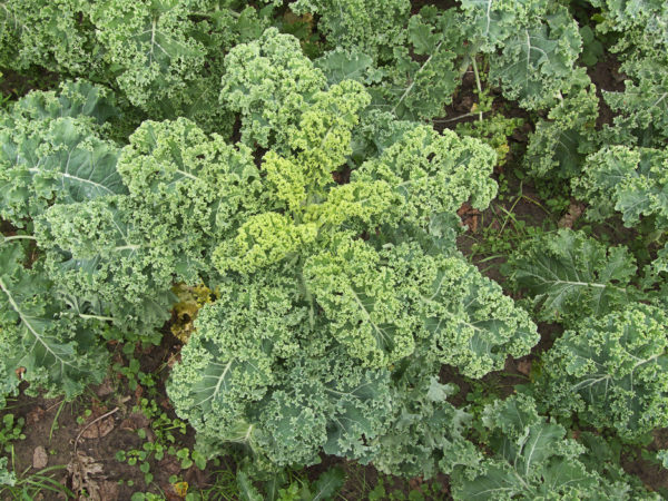 Chou kale vert PSR