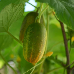 Concombre de Russie PSR