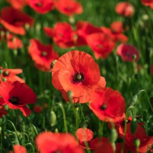 Coquelicot