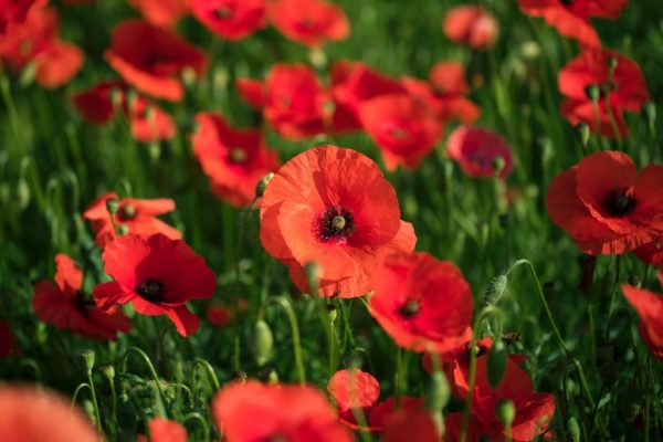 Coquelicot