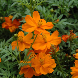 Cosmos orange