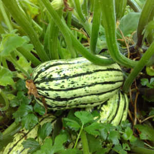 Courge Bush delicata PSR