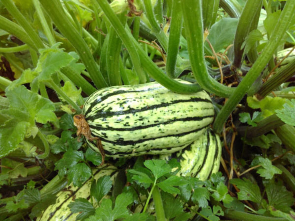 Courge Bush delicata PSR