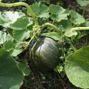 Courge Vert olive PSR