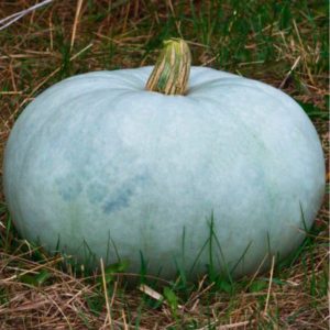 Courge Bleue de Hongrie