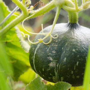 Courge Hokkaido vert