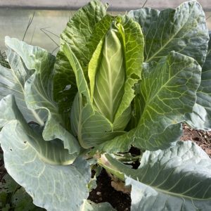 Chou blanc Filderkraut PSR