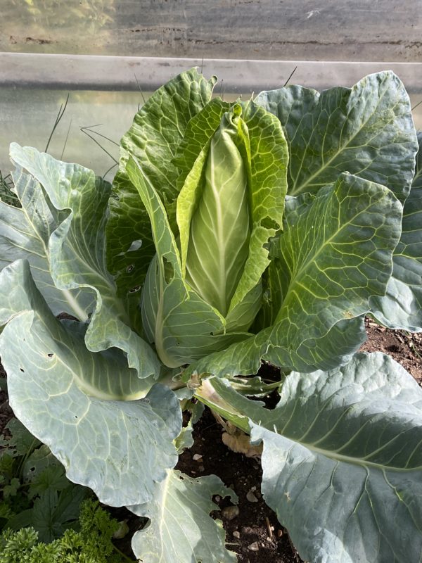 Chou blanc Filderkraut PSR