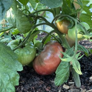Tomate Prince noir PSR