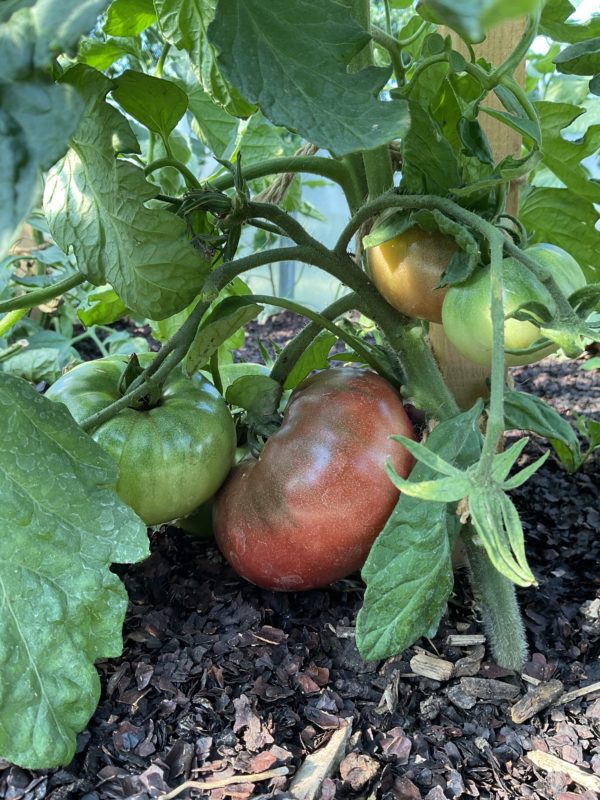 Tomate Prince noir PSR