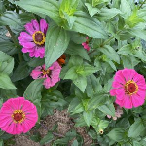 Zinnia