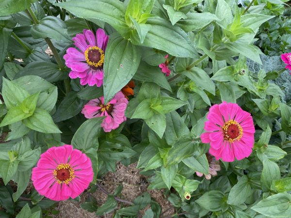 Zinnia