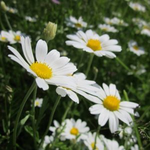 Argyranthemum blanc (Anthemis)
