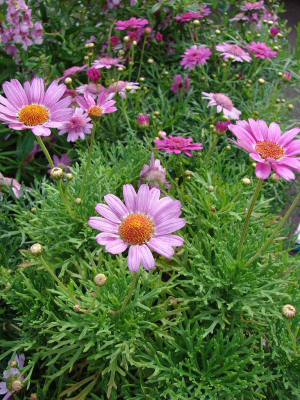Argyranthemum rose (Anthemis)