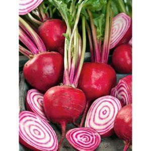 Betterave Chioggia PSR
