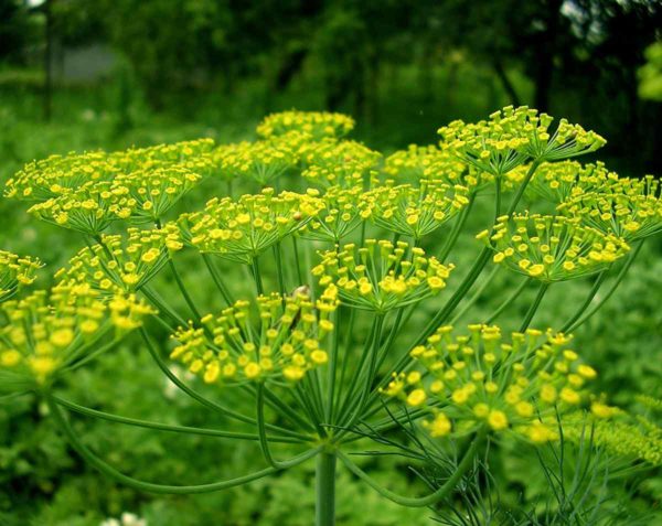 Fenouil condimentaire