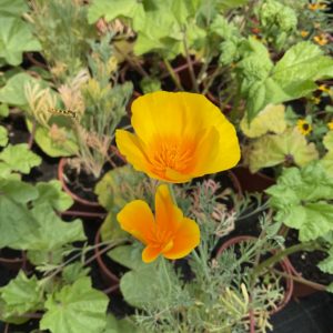 Pavot de Californie orange