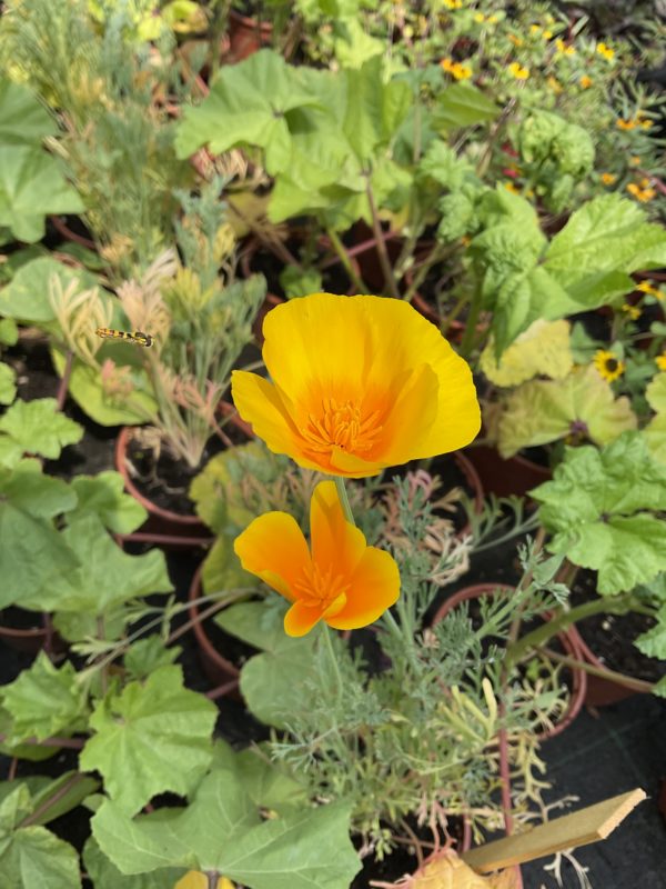 Pavot de Californie orange