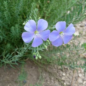 Lin bleu vivace