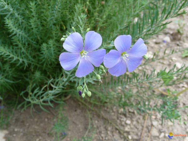 Lin bleu vivace