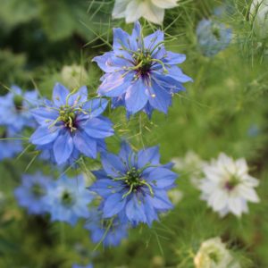 Nigelle de Damas