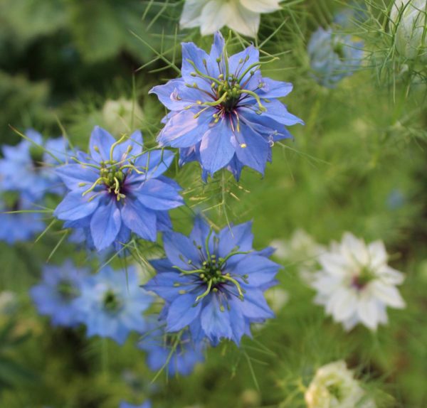 Nigelle de Damas