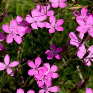 Oeillet à delta