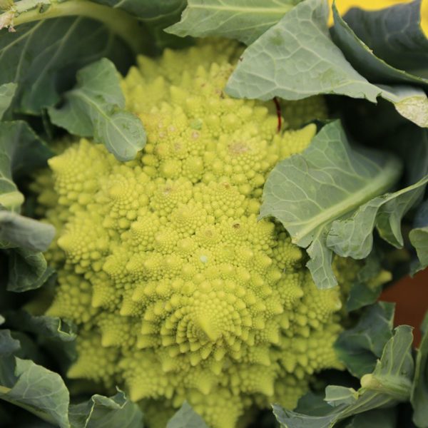 Chou Romanesco
