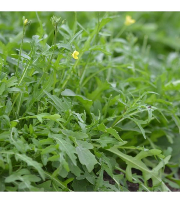 Roquette vivace