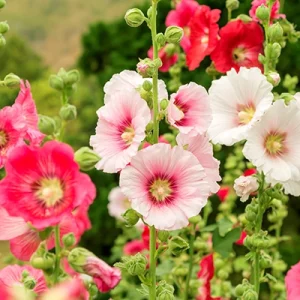 Rose trémière